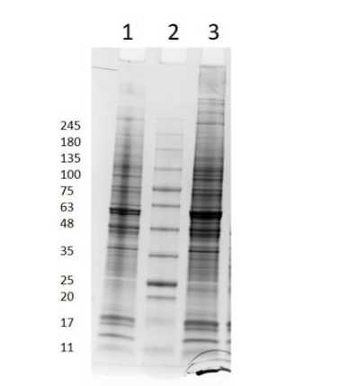 SDS PAGE Results of PANC-1 Whole Cell Lysate.<br />Lane 1: PANC-1 Whole Cell Lysate Non-Reduced [10 μg].<br />Lane 2: Opal Prestained Molecular Weight Marker.<br />Lane 3: PANC-1 Whole Cell Lysate Reduced [10 μg].<br />4-20% Gel, Coomassie Stained.